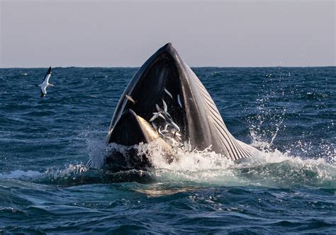 do right whales eat fish